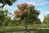 Hétfiúvirág - Heptacodium miconioides K3