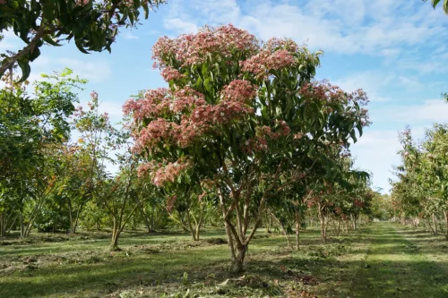 Hétfiúvirág - Heptacodium miconioides K3