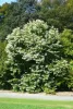 Hétfiúvirág - Heptacodium miconioides K3