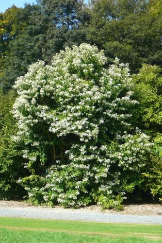 Hétfiúvirág - Heptacodium miconioides K3