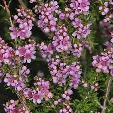 Mini törzses fürtös bojtvirág - Thryptomene saxicola