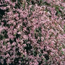 Mini törzses fürtös bojtvirág - Thryptomene saxicola