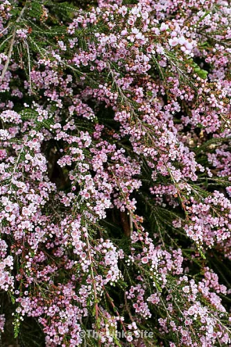 Mini törzses fürtös bojtvirág - Thryptomene saxicola