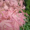 Japán juhar - Acer palmatum "Iyoshi" Cs9