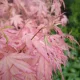 Japán juhar - Acer palmatum "Iyoshi" Cs9