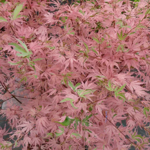 Japán juhar - Acer palmatum "Iyoshi" Cs9