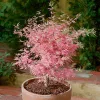 Japán juhar - Acer palmatum "Iyoshi" Cs9