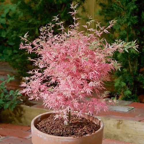 Japán juhar - Acer palmatum "Iyoshi" Cs9