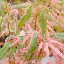 Japán juhar - Acer palmatum "Iyoshi" Cs9