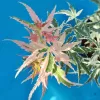 Japán juhar - Acer palmatum "Iyoshi" Cs9