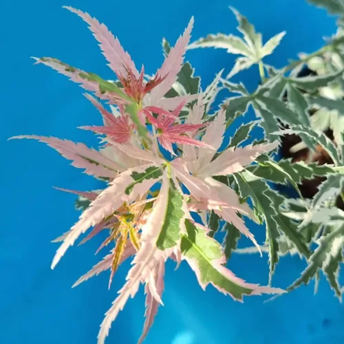 Japán juhar - Acer palmatum "Iyoshi" Cs9