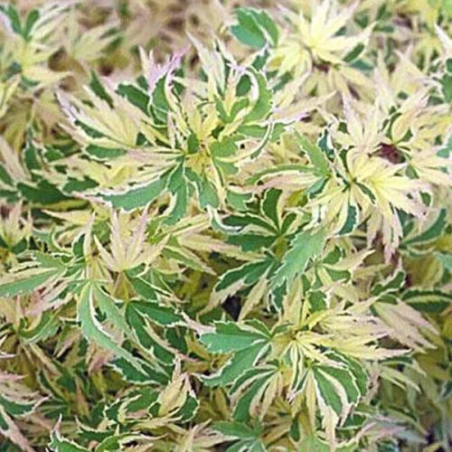 Japán juhar - Acer palmatum "Butterfly" CS15