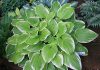 Árnyékliliom - Hosta 'Frozen Margarita'