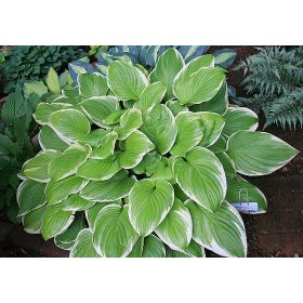 Árnyékliliom - Hosta 'Frozen Margarita'