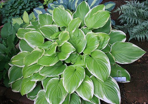 Árnyékliliom - Hosta 'Frozen Margarita'