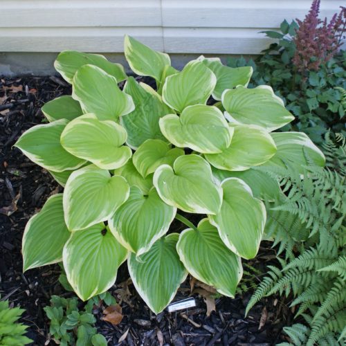 Árnyékliliom - Hosta 'Frozen Margarita'