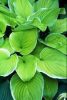 Árnyékliliom - Hosta 'Frozen Margarita'