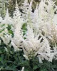 Tollbuga - Astilbe chinensis "Visions In White"