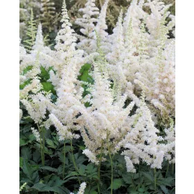 Tollbuga - Astilbe chinensis "Visions In White"