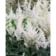 Tollbuga - Astilbe chinensis "Visions In White"