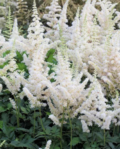 Tollbuga - Astilbe chinensis "Visions In White"