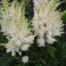 Tollbuga - Astilbe chinensis "Visions In White"
