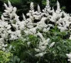 Tollbuga - Astilbe chinensis "Visions In White"