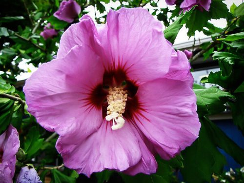 Hibiscus syriacus "Minerva" - Mályvacserje