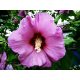 Hibiscus syriacus "Minerva" - Mályvacserje