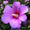 Hibiscus syriacus "Minerva" - Mályvacserje