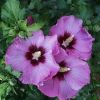 Hibiscus syriacus "Minerva" - Mályvacserje