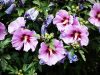 Hibiscus syriacus "Minerva" - Mályvacserje