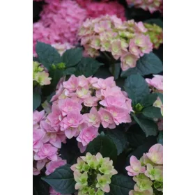   Kerti hortenzia - Hydrangea macrophylla 'Double Dutch "Alkmaar"