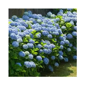 Kerti Hortenzia " Kék " - Hydrangea macrophylla