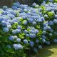 Kerti Hortenzia " Kék " - Hydrangea macrophylla