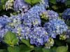 Kerti Hortenzia " Kék " - Hydrangea macrophylla
