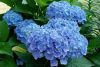 Kerti Hortenzia " Kék " - Hydrangea macrophylla