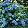 Kerti Hortenzia " Kék " - Hydrangea macrophylla