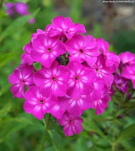 Bugás lángvirág - Phlox paniculata "Roberta"