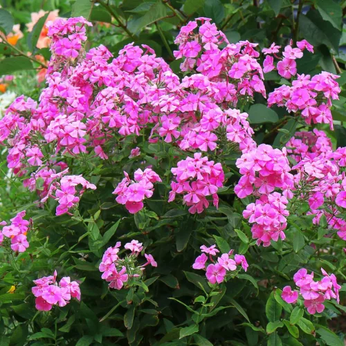 Bugás lángvirág - Phlox paniculata "Roberta"