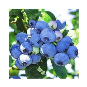   Áfonya - VACCINIUM CORYMBOSUM " Hanna's Choice"