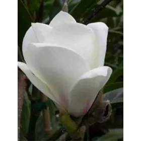   Nagyvirágú liliomfa - Magnolia soulangeana "Lennei Alba"