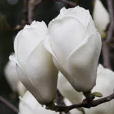 Nagyvirágú liliomfa - Magnolia soulangeana "Lennei Alba"
