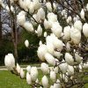 Nagyvirágú liliomfa - Magnolia soulangeana "Lennei Alba"