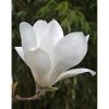 Nagyvirágú liliomfa - Magnolia soulangeana "Lennei Alba"