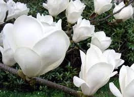Nagyvirágú liliomfa - Magnolia soulangeana "Lennei Alba"