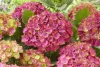 Kerti hortenzia - Hydrangea macrophylla "Wizard" K5