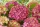 Kerti hortenzia - Hydrangea macrophylla "Wizard" K5