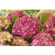 Kerti hortenzia - Hydrangea macrophylla "Wizard" K5