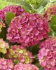 Kerti hortenzia - Hydrangea macrophylla "Wizard" K5